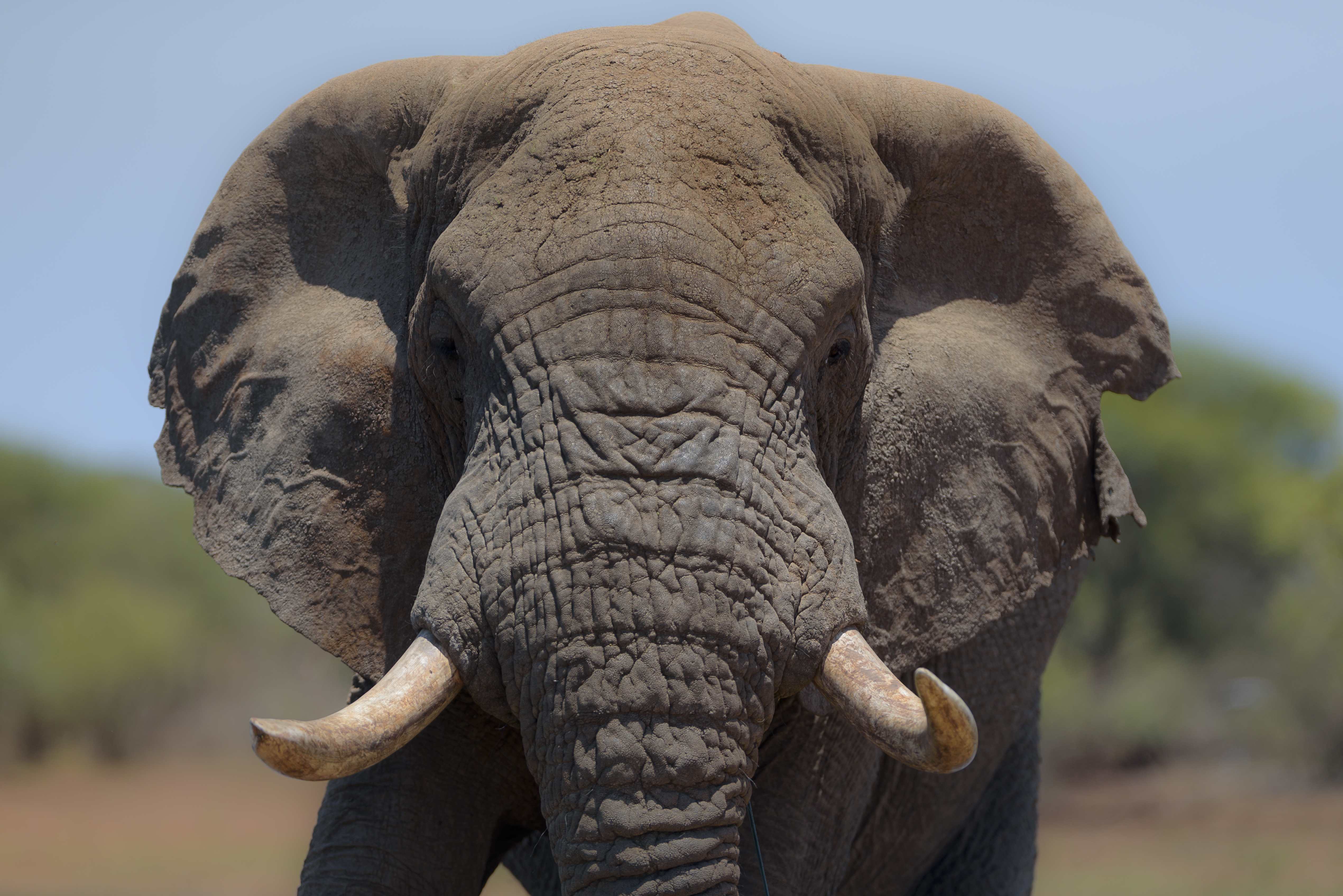 Majestic elephant in Tanzania wilderness