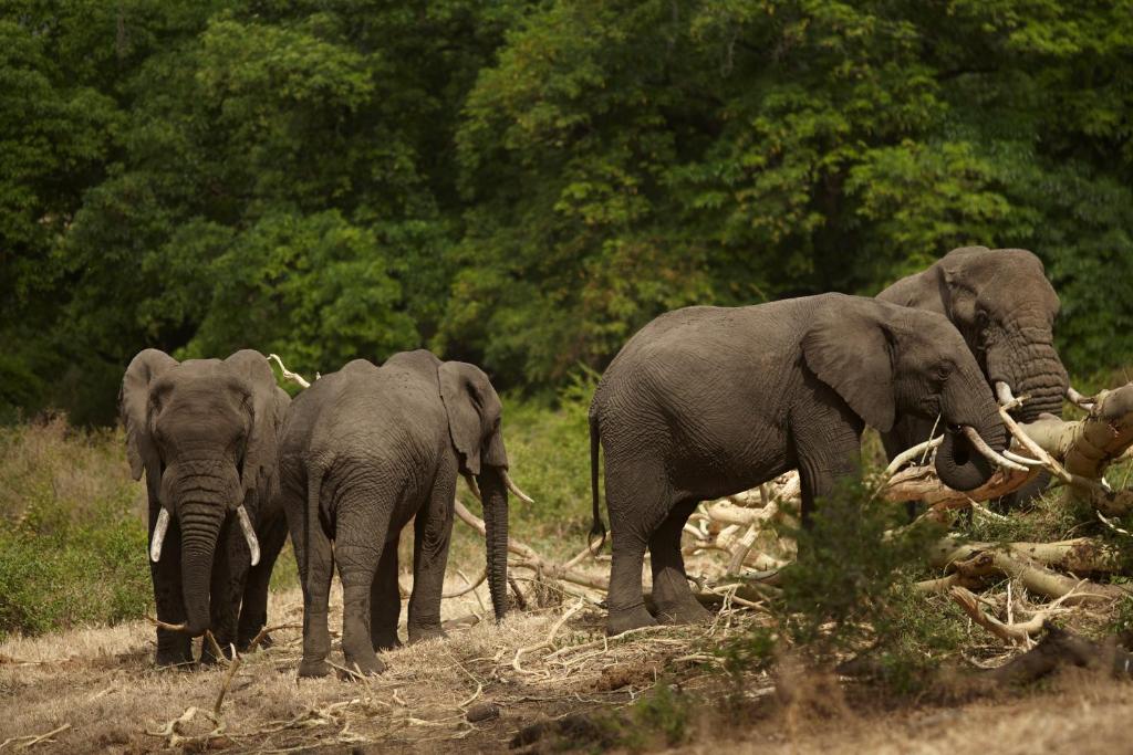 Wildlife in the area