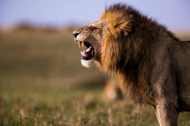 East African Residents Package