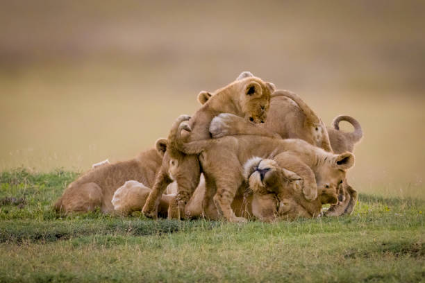 Lake Manyara National Park