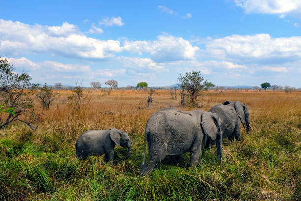 Mikumi National Park