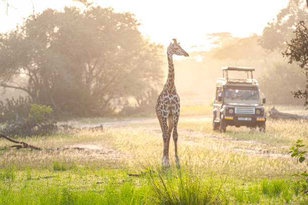 Nyerere National Park (Selous)
